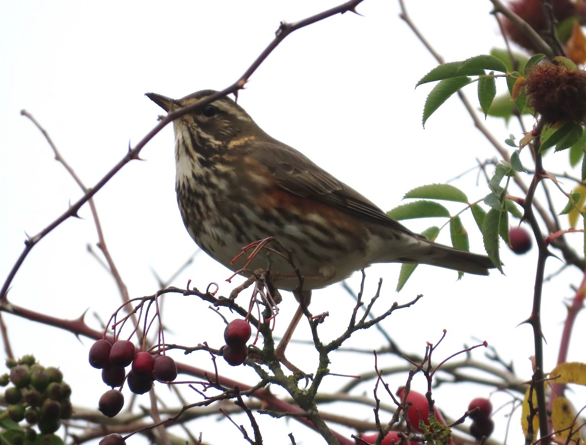 קיכלי לבן-גבה - ML645178670