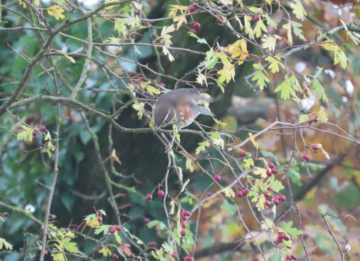 קיכלי לבן-גבה - ML645178672