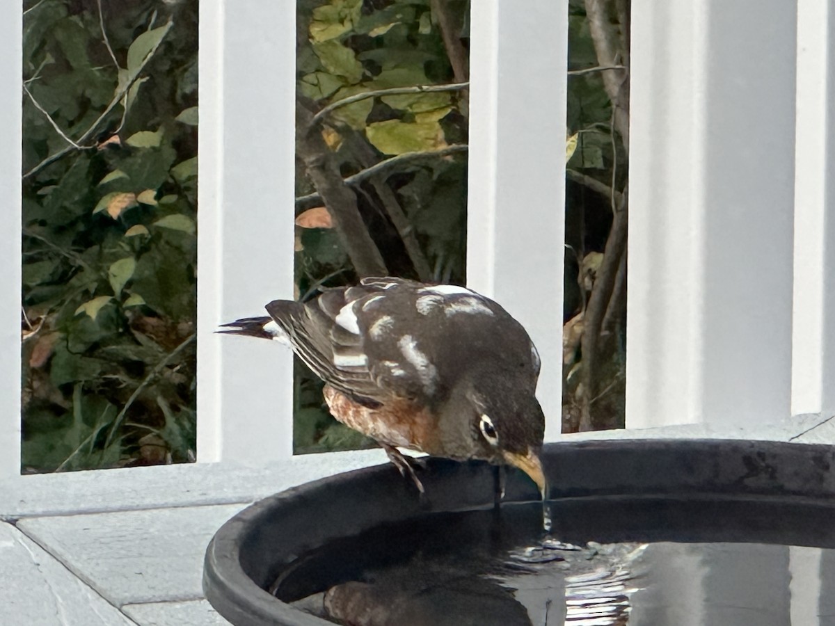 קיכלי נודד - ML645178673