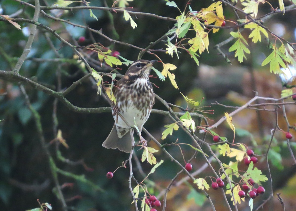 קיכלי לבן-גבה - ML645178674