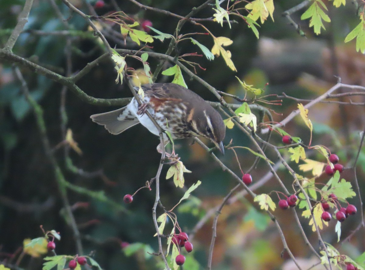 קיכלי לבן-גבה - ML645178677