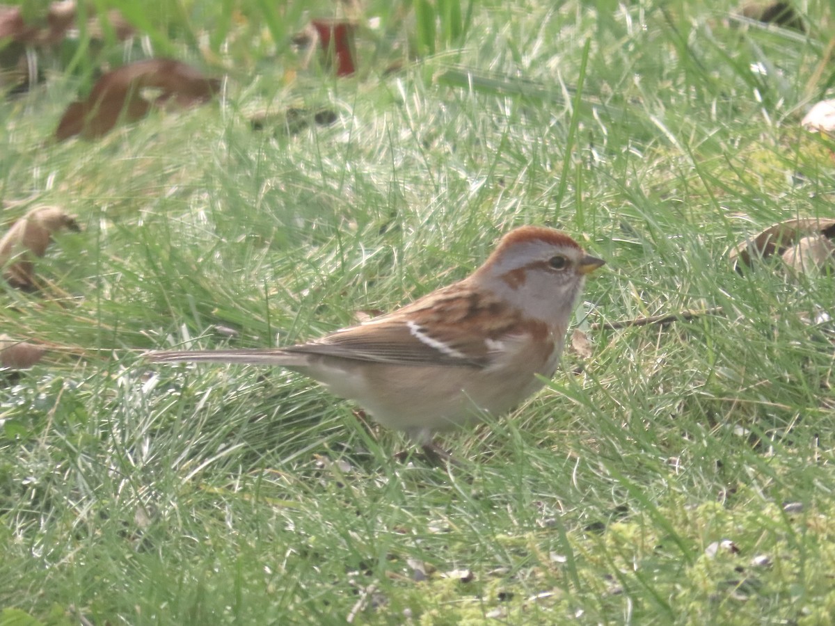 American Tree Sparrow - ML645178679