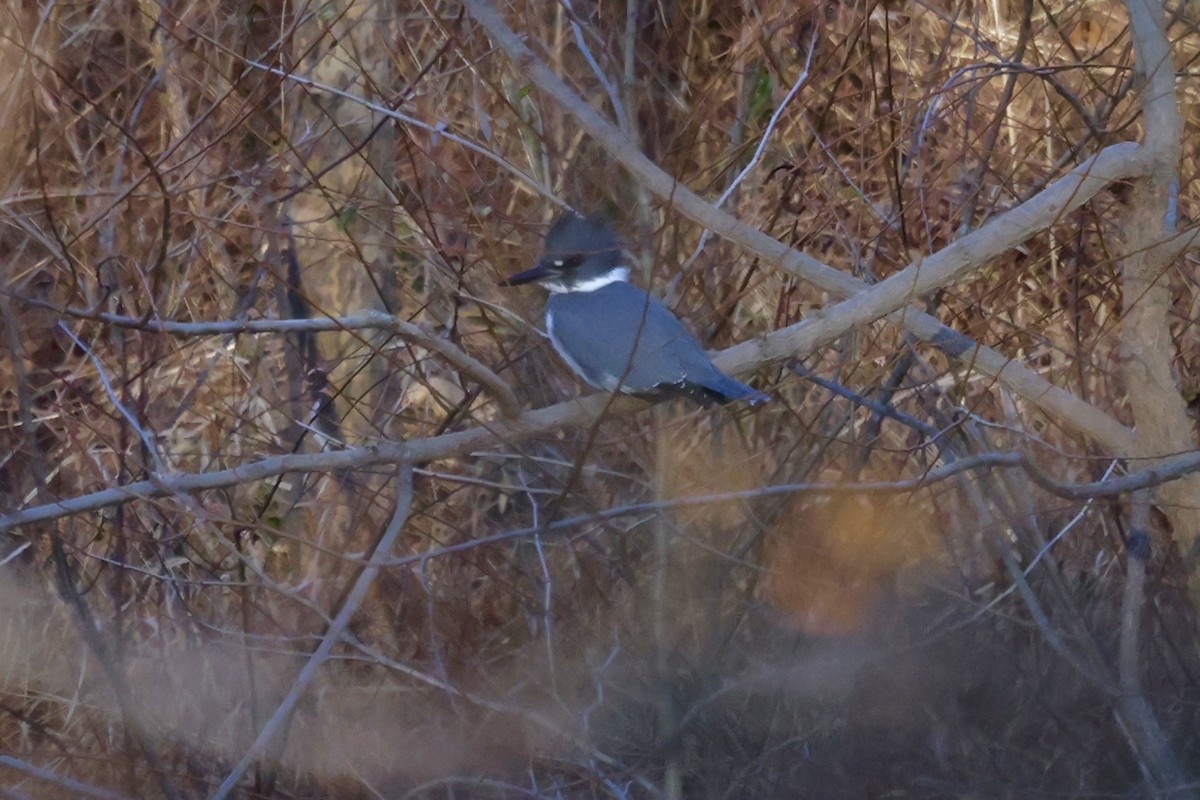 Опоясанный зимородок - ML645178681