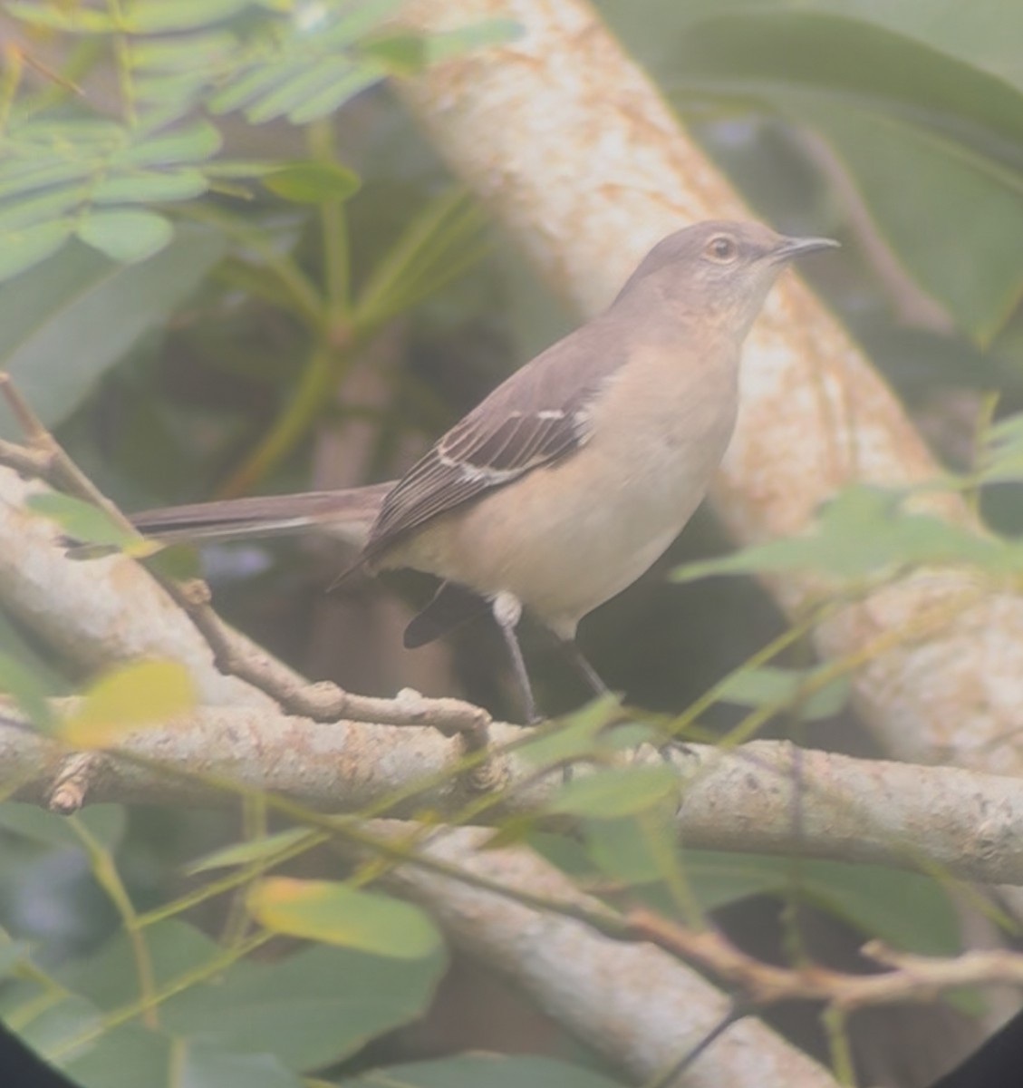 Пересмішник багатоголосий - ML645178683