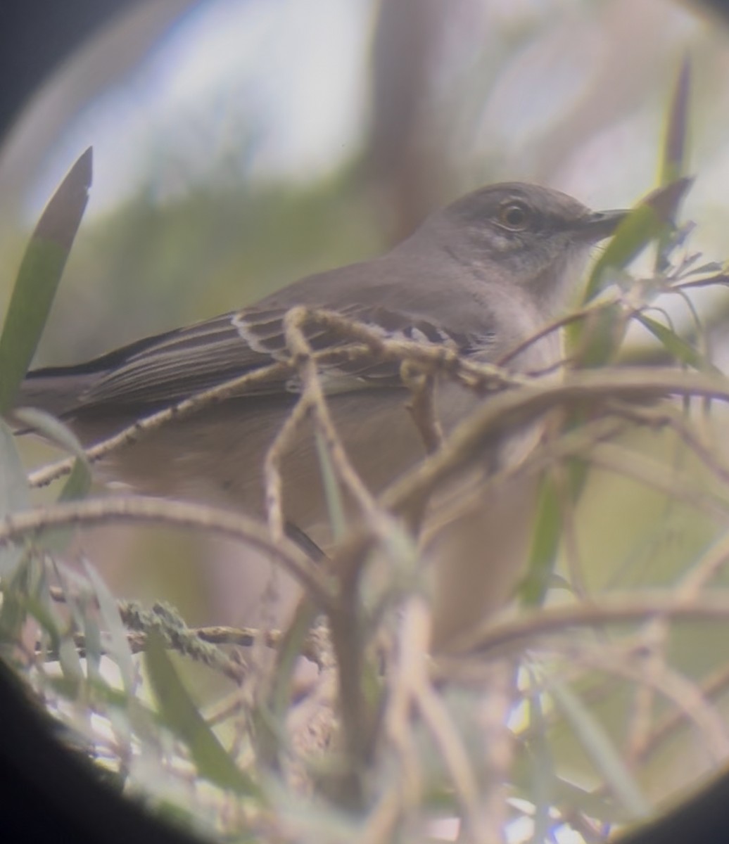 Пересмішник багатоголосий - ML645178684