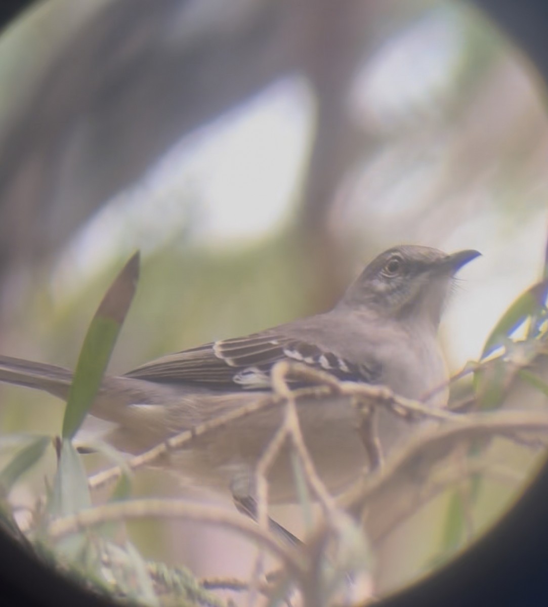 Пересмішник багатоголосий - ML645178685