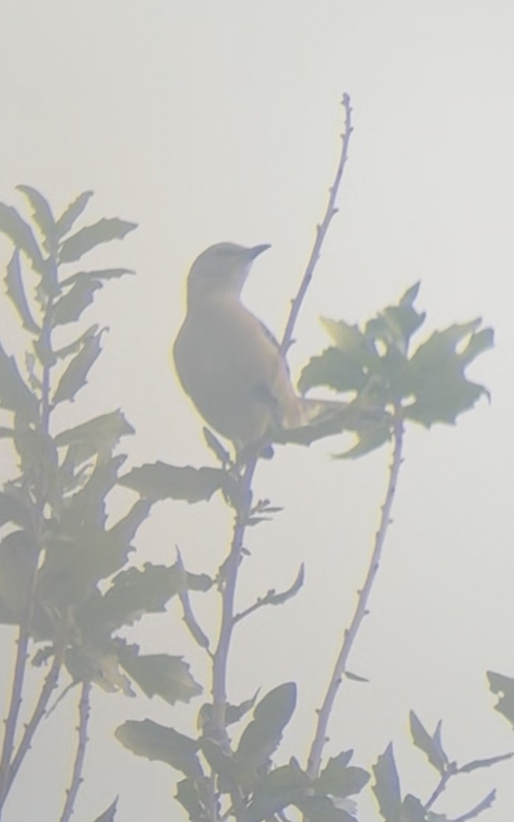 Пересмішник багатоголосий - ML645178686