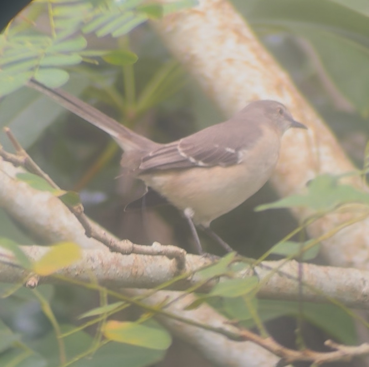 Пересмішник багатоголосий - ML645178687