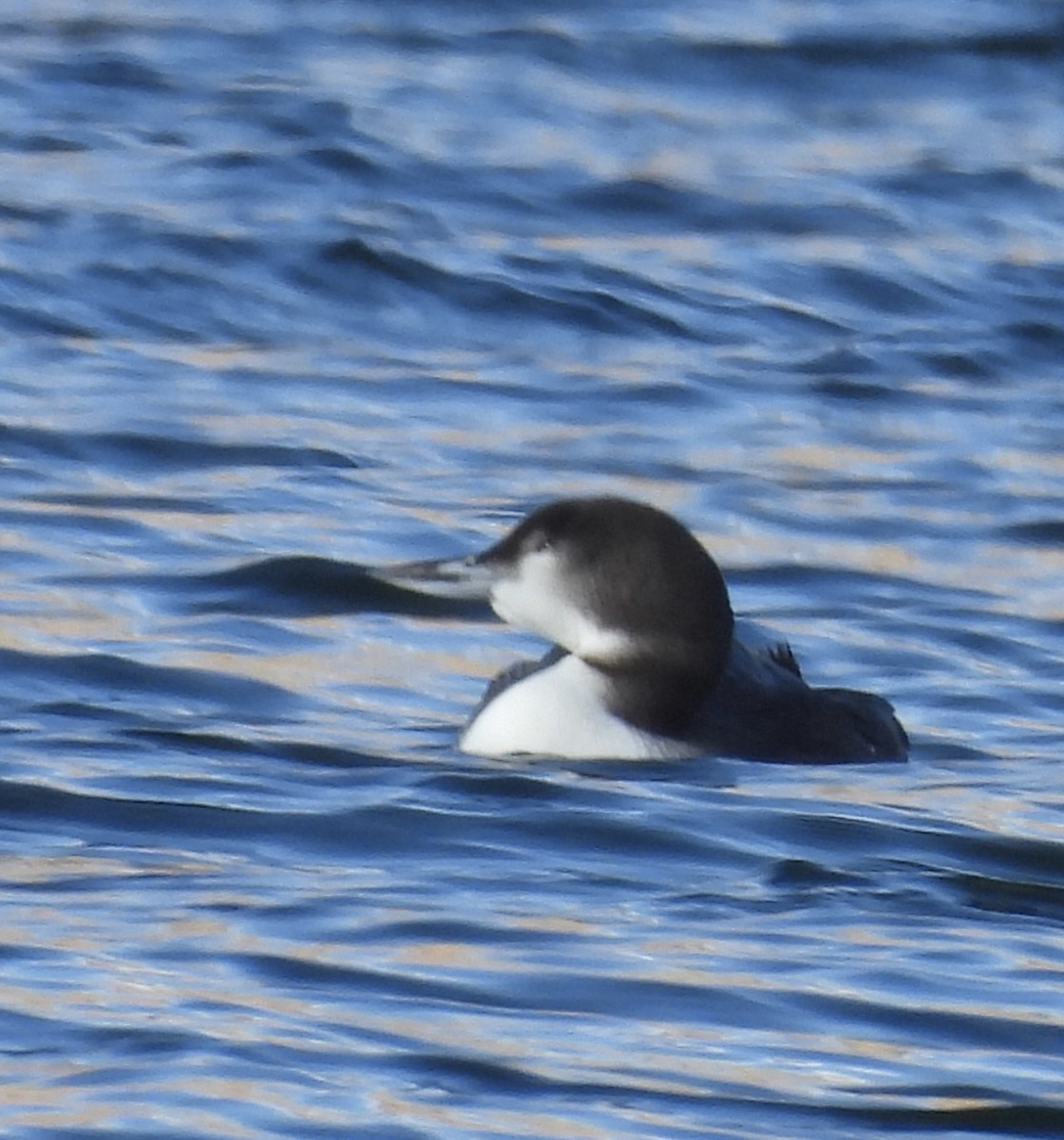 Common Loon - ML645178688
