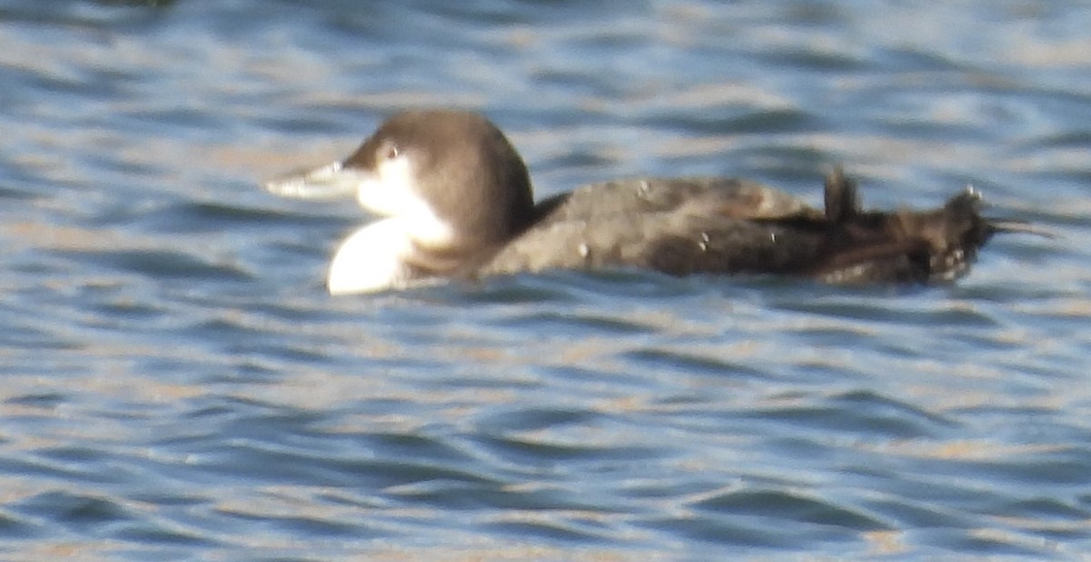 Common Loon - ML645178689