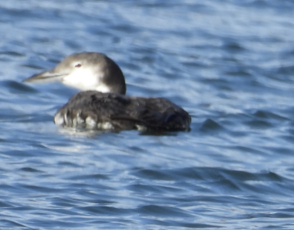 Common Loon - ML645178690