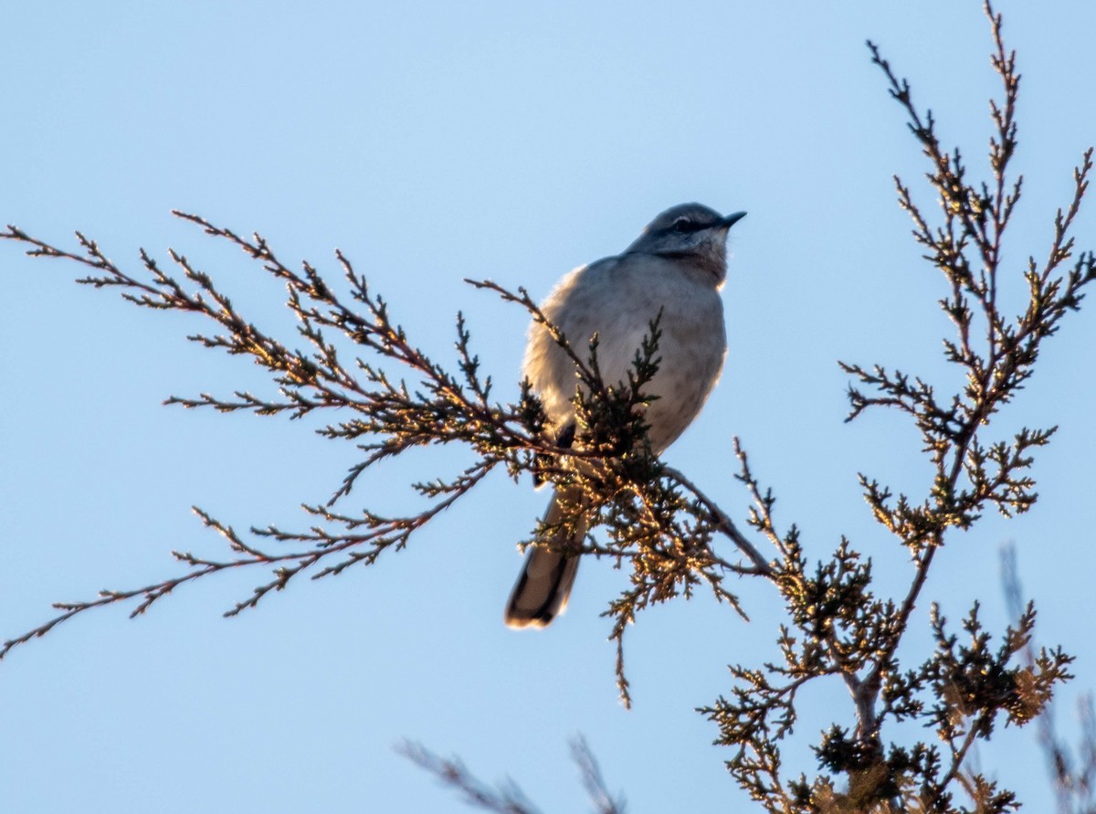 Пересмішник багатоголосий - ML645178694