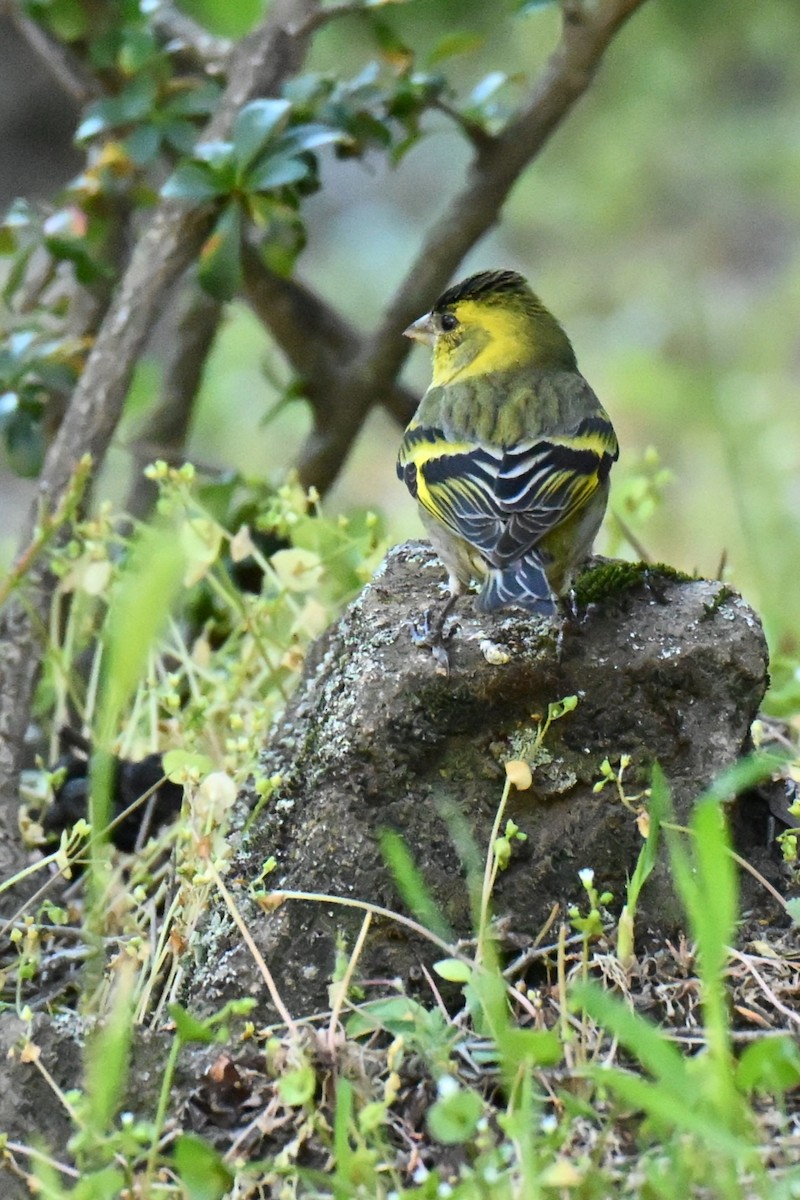Black-chinned Siskin - ML645178699
