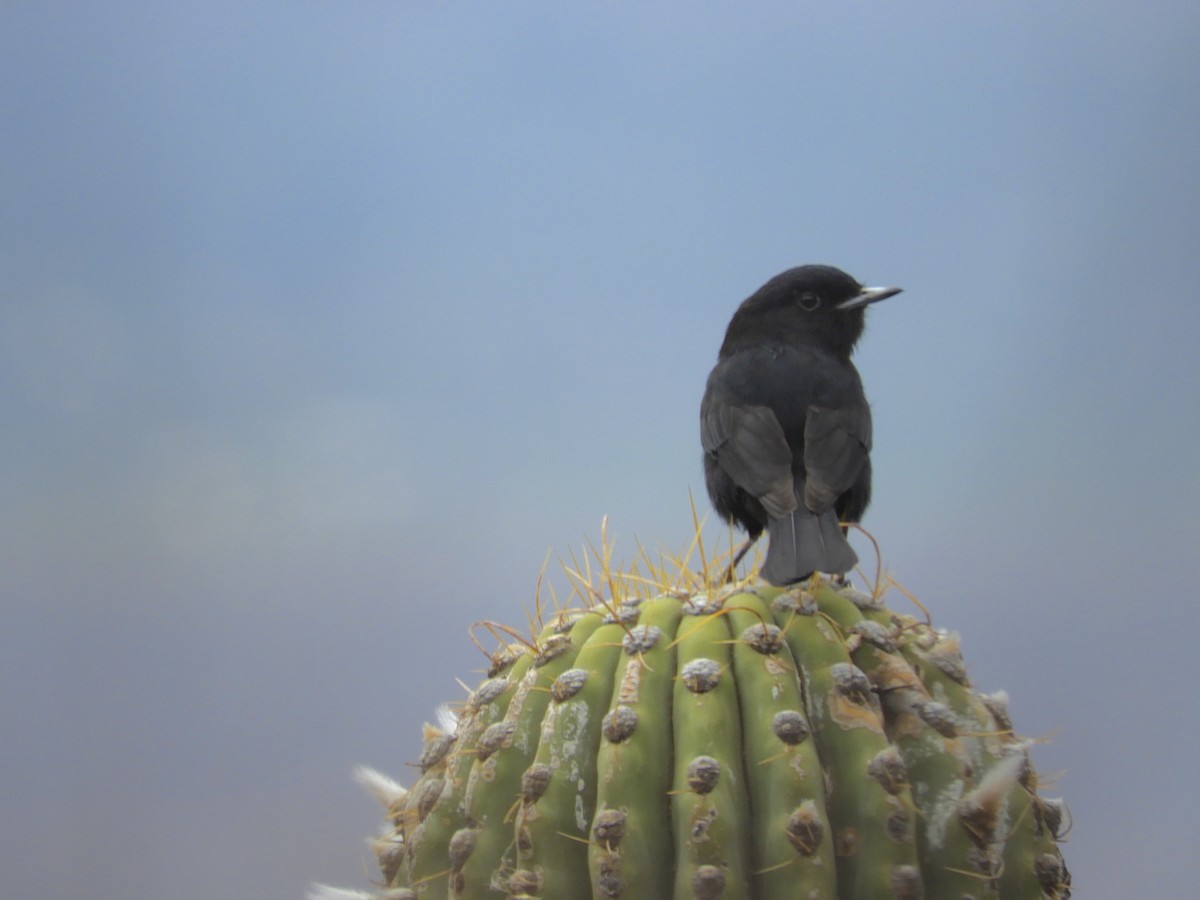 White-winged Black-Tyrant - ML645178701