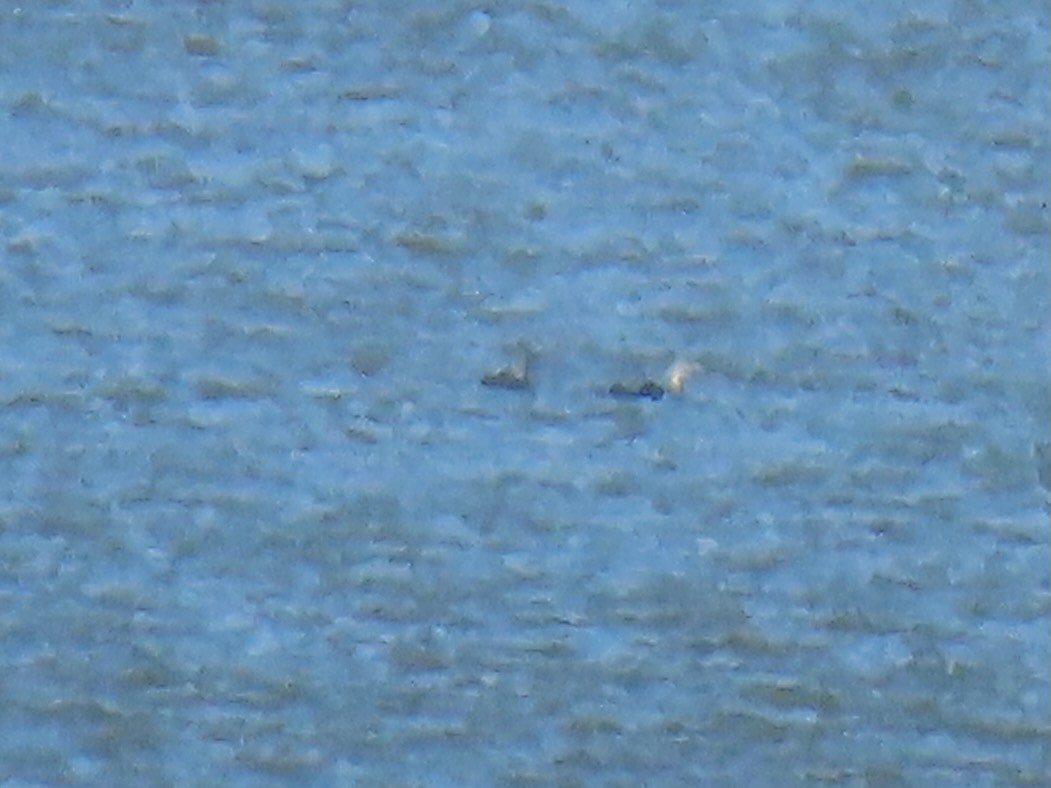 Red-throated Loon - ML645178706