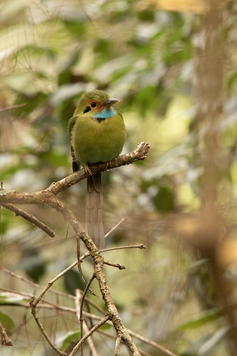 Blue-throated Motmot - ML645178712