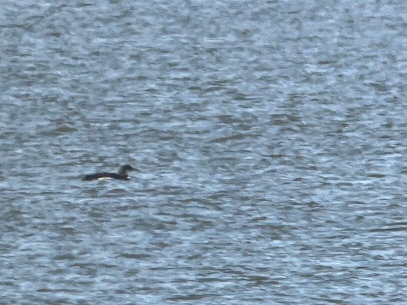 Common Loon - ML645178722