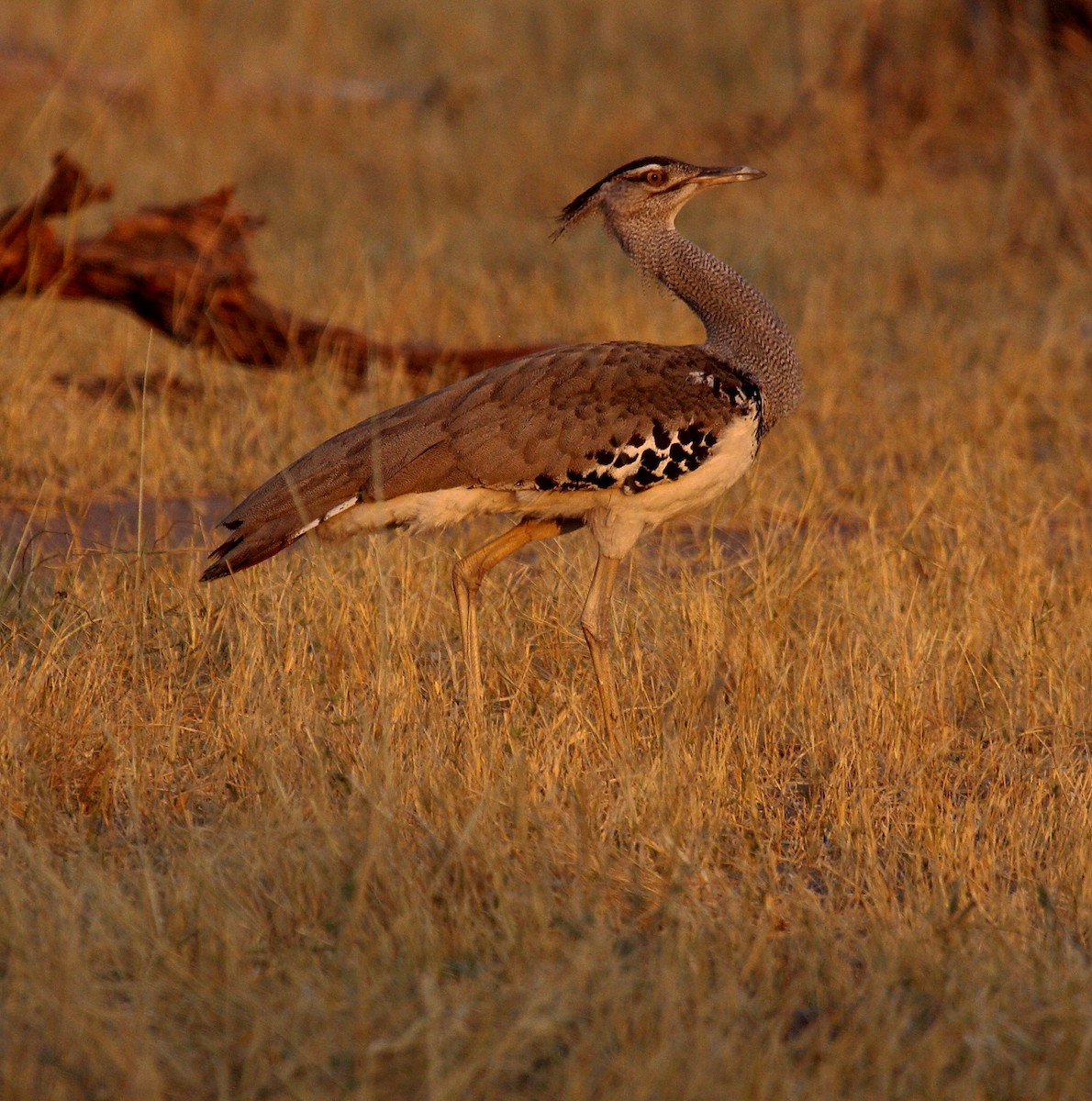 Kori Toyu - ML645178730