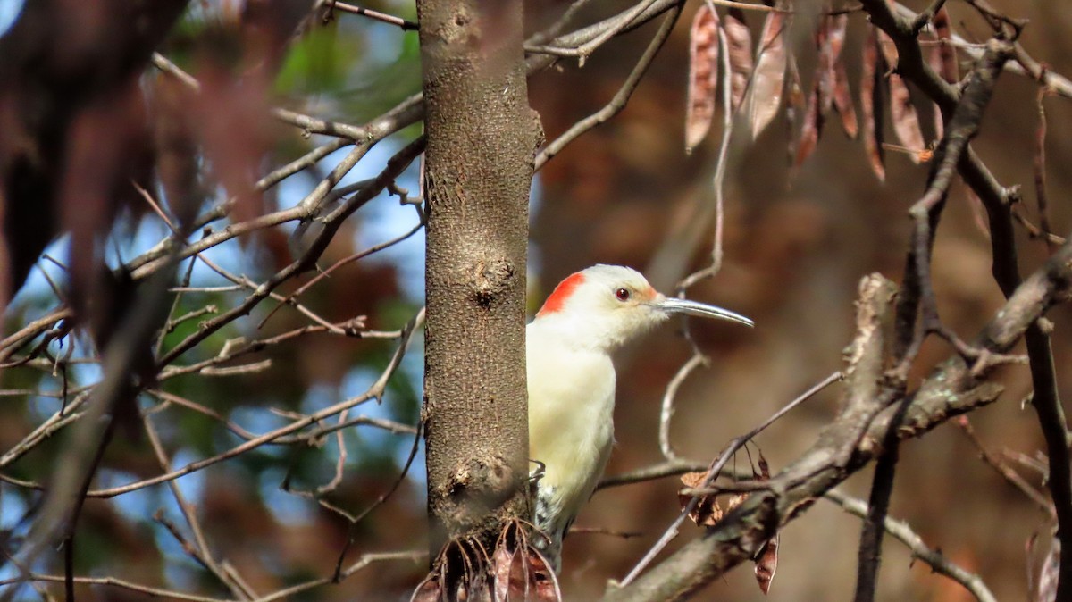 Carpintero de Carolina - ML645178735