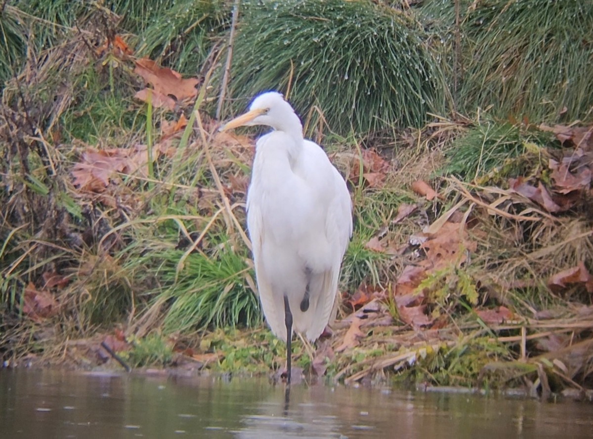 volavka bílá - ML645178737