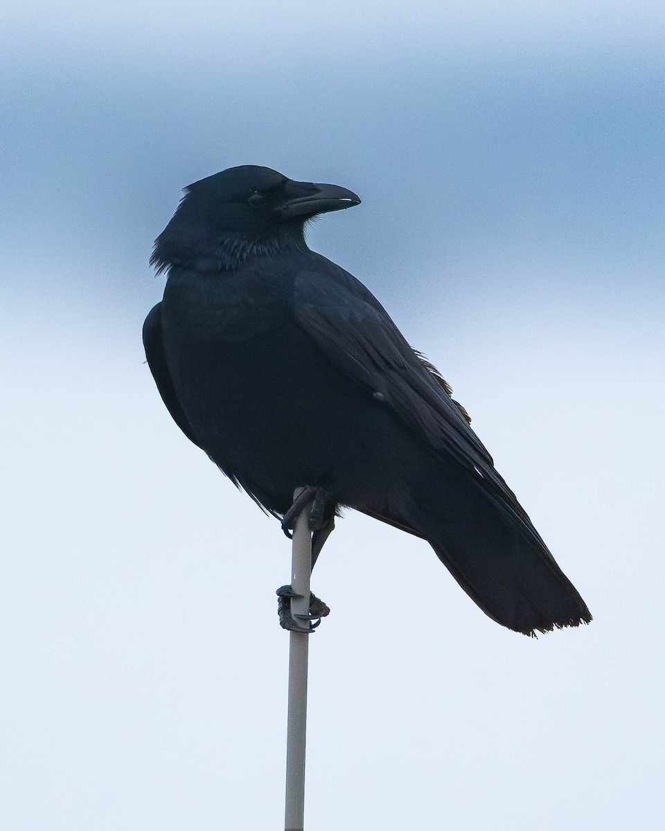 Balıkçı Karga - ML645178740