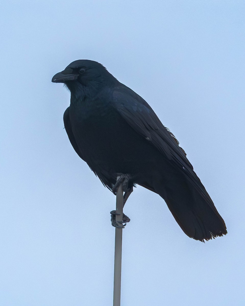 Balıkçı Karga - ML645178746