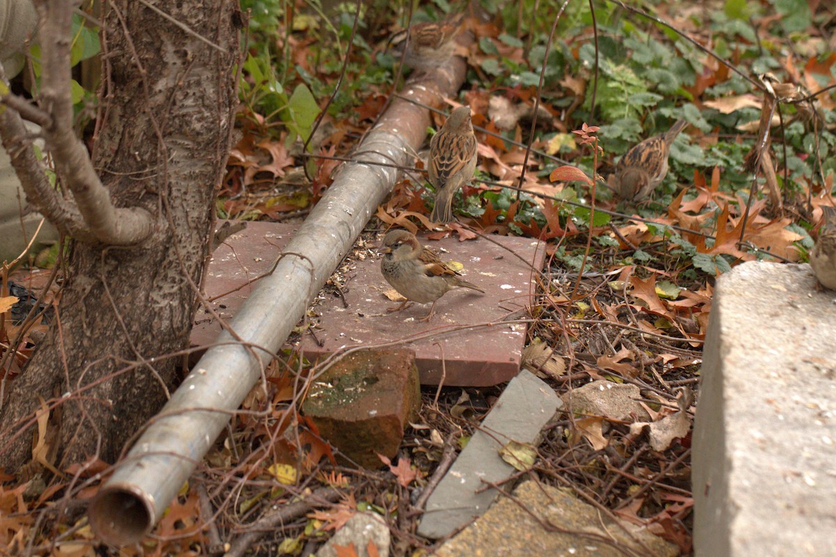 דרור הבית - ML645178749