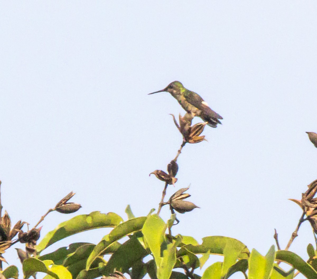 Black-bellied Thorntail - ML645178751