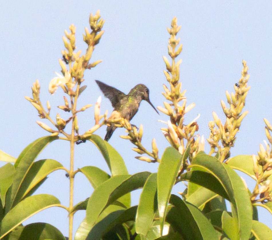Black-bellied Thorntail - ML645178752