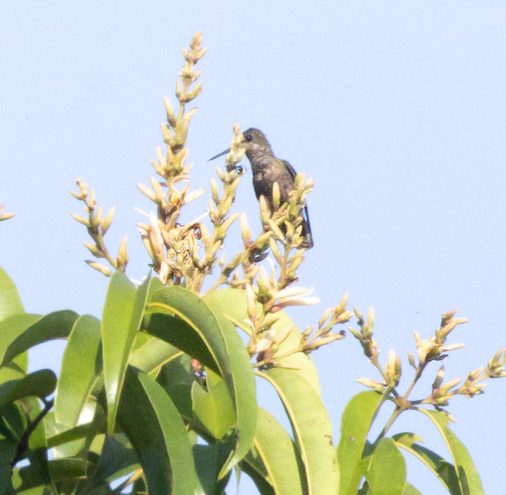 Black-bellied Thorntail - ML645178753