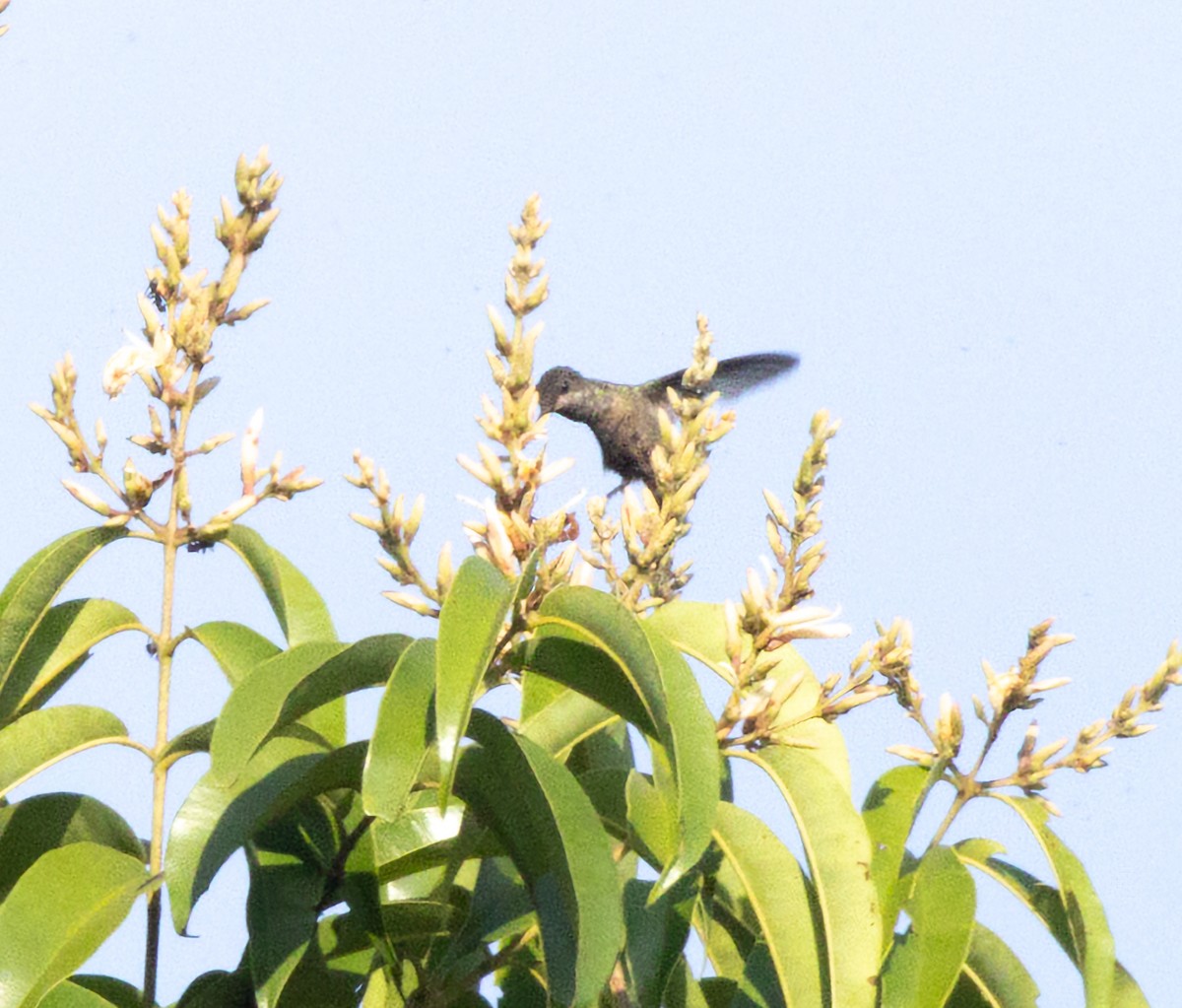 Black-bellied Thorntail - ML645178754