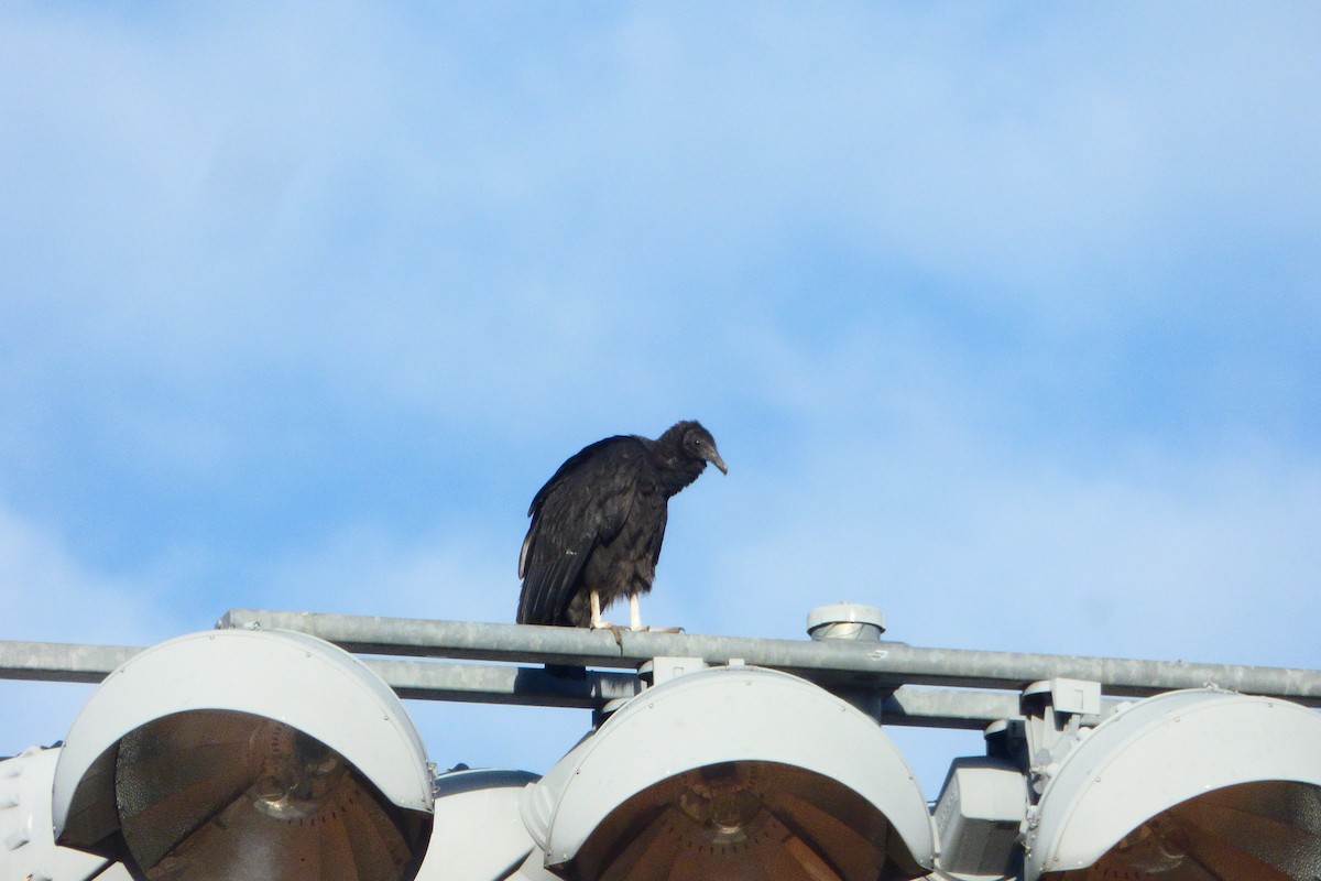 Катарта чорна - ML645178762