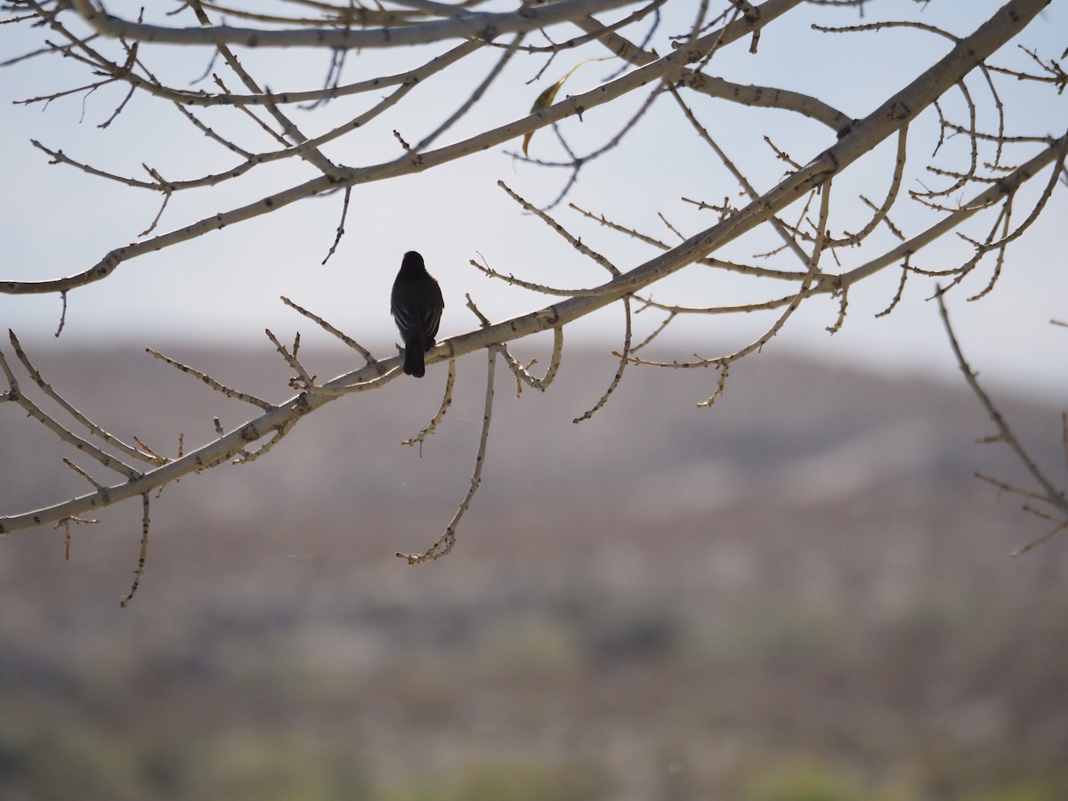 Black Phoebe - ML645178768