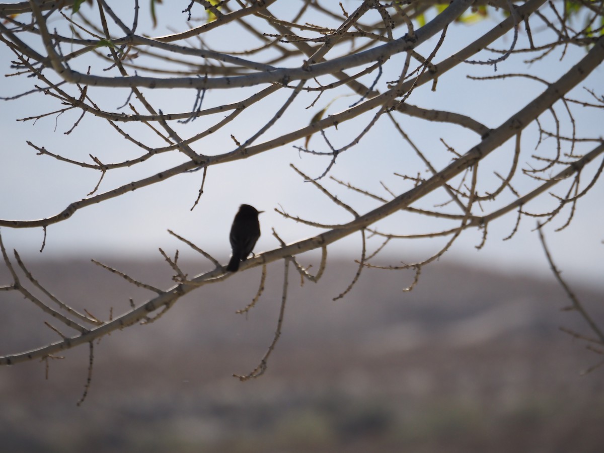 Black Phoebe - ML645178769