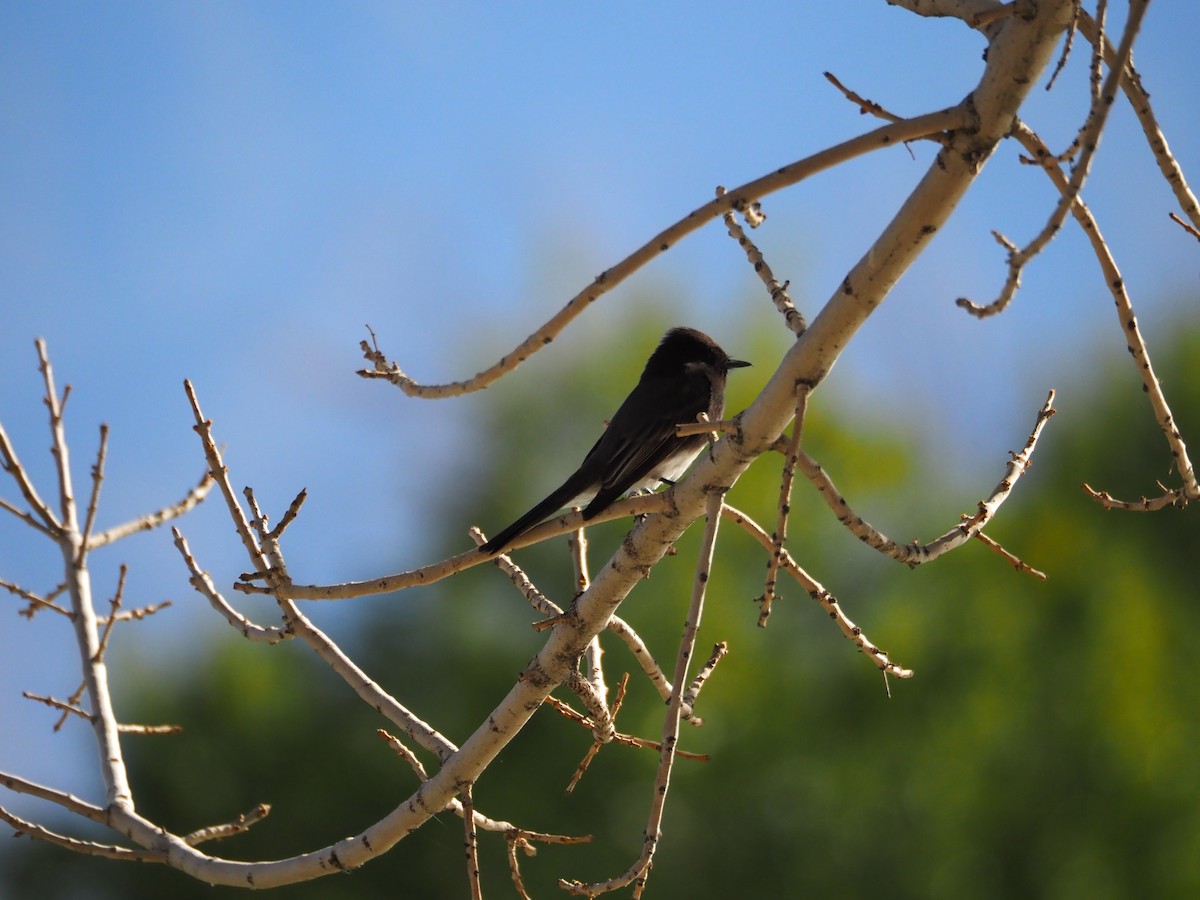 Black Phoebe - ML645178770