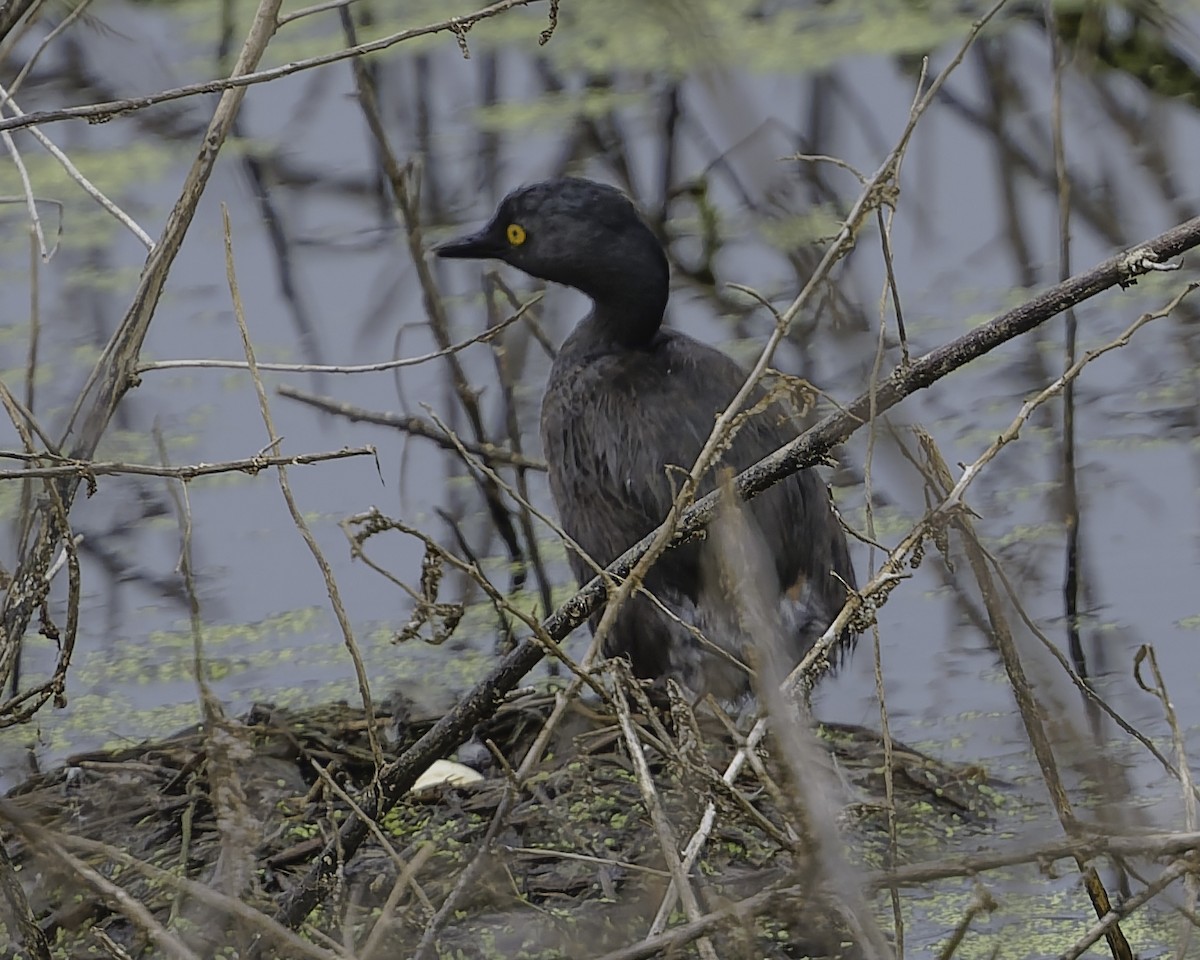 Least Grebe - ML645178783