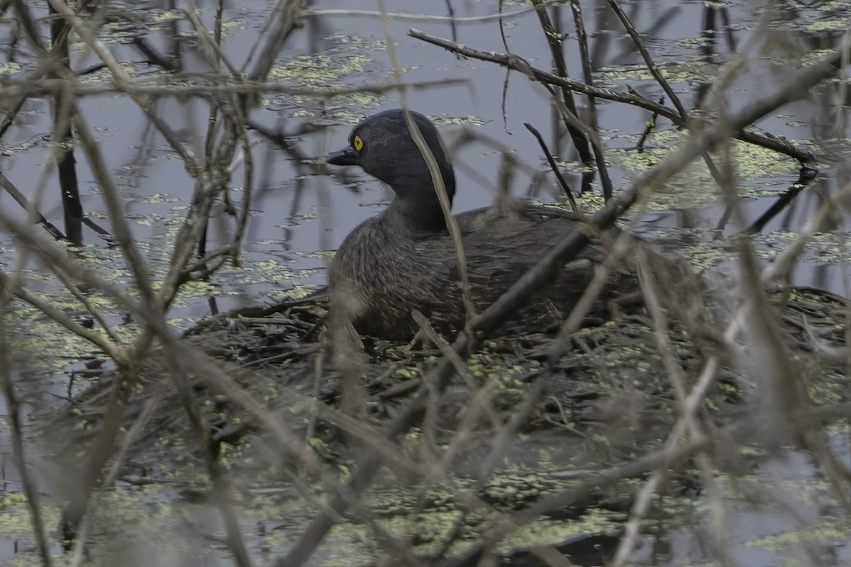 Least Grebe - ML645178784
