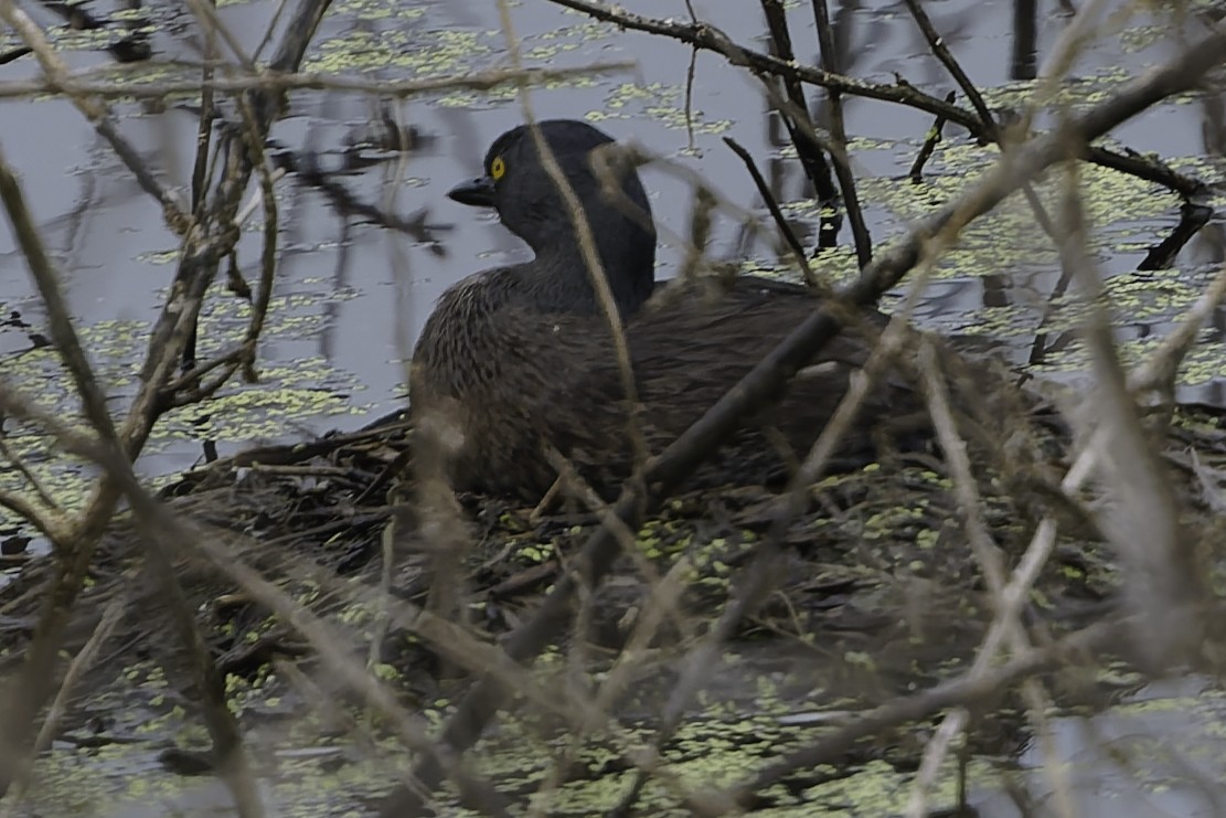 Least Grebe - ML645178785