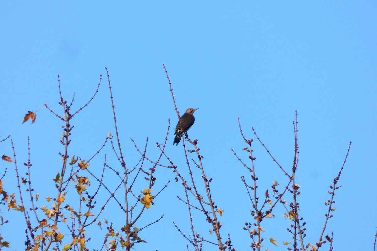 Northern Flicker - ML645178786