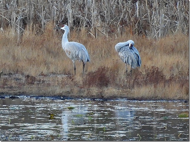 עגור קנדי - ML645178810