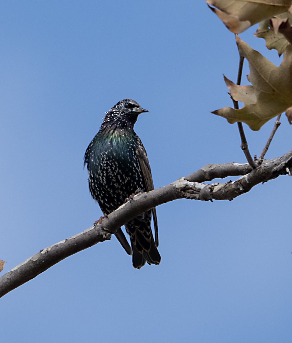 European Starling - ML645178811