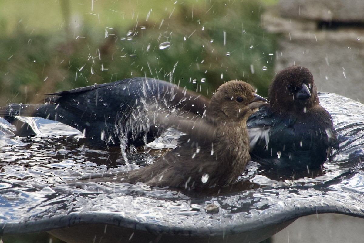 Braunkopf-Kuhstärling - ML645178812
