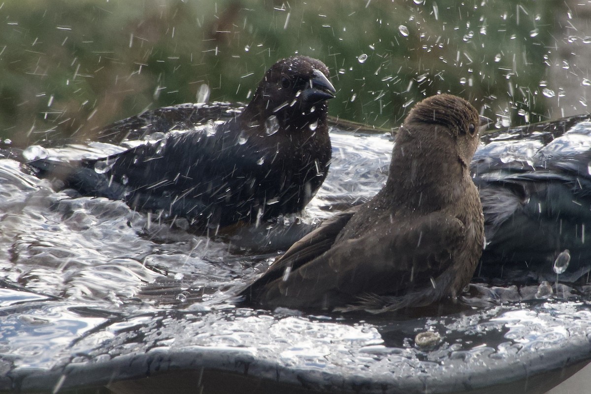 Braunkopf-Kuhstärling - ML645178813