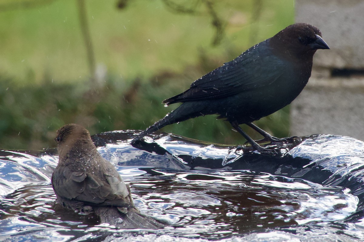 Braunkopf-Kuhstärling - ML645178815