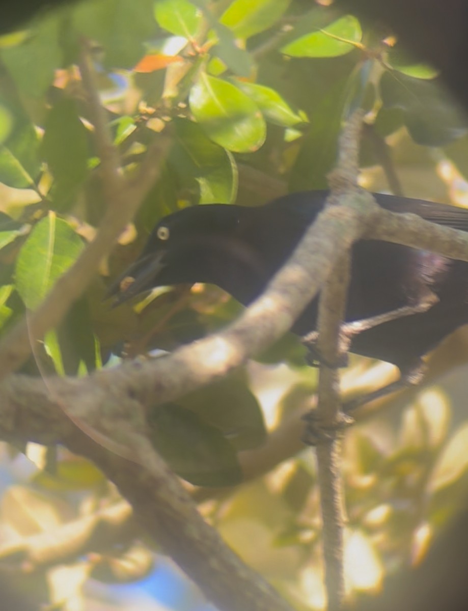 Common Grackle - ML645178818