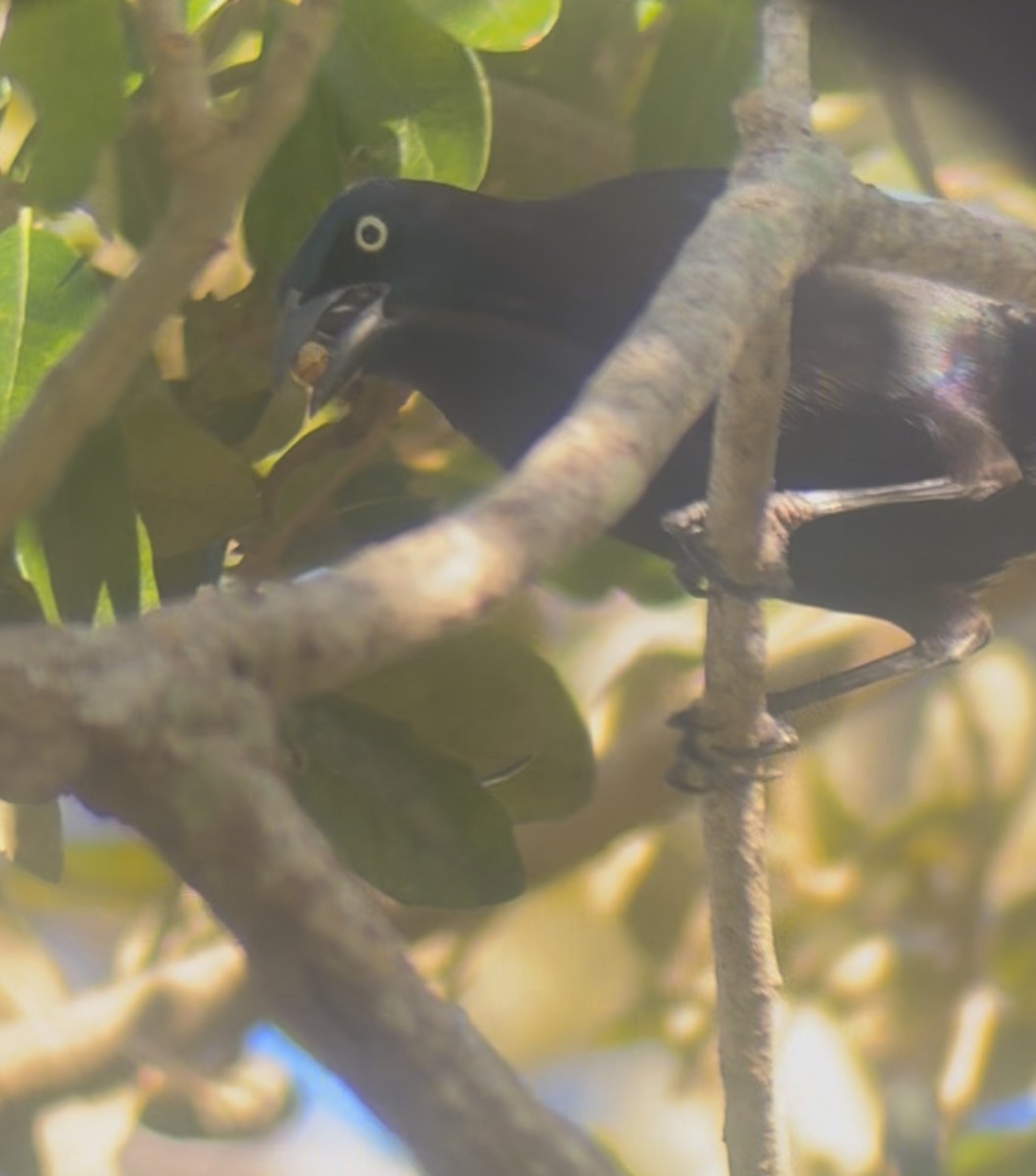 Common Grackle - ML645178819