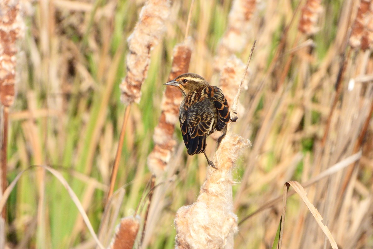 Red-winged Blackbird - ML645178824