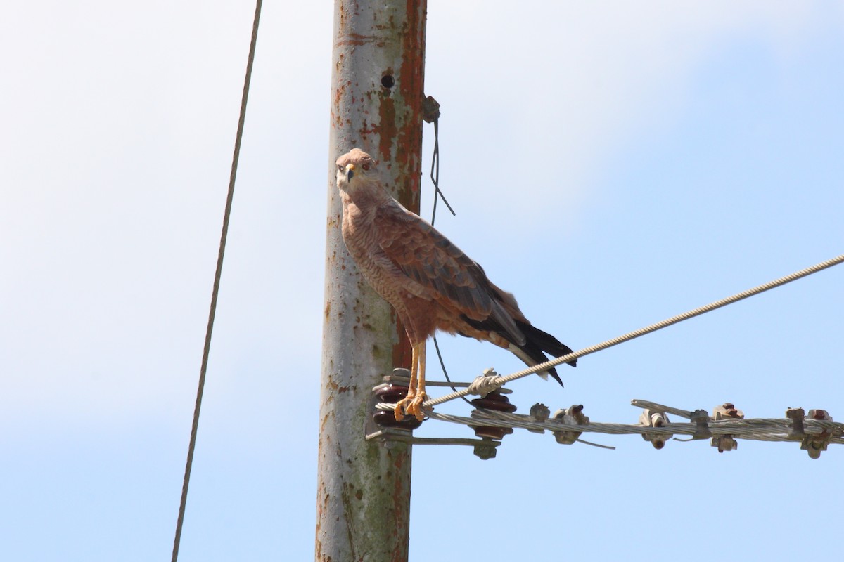 kanelvåk - ML645178826