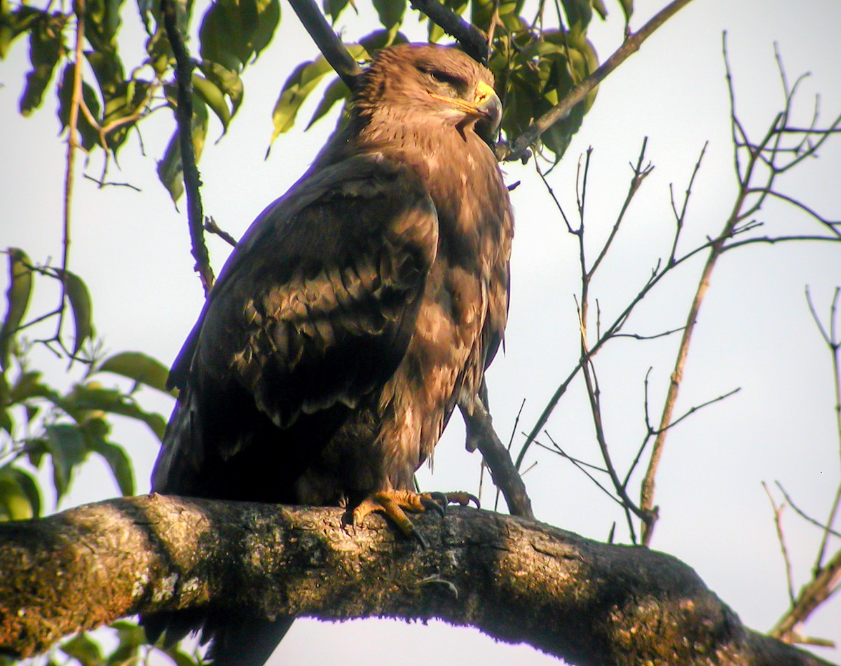 Steppe Eagle - ML645178831