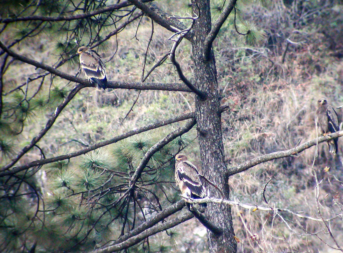 Steppe Eagle - ML645178832